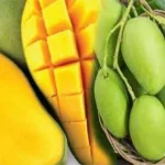 Kandungan Vitamin Buah Mangga