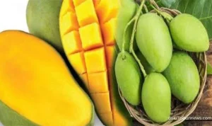 Kandungan Vitamin Buah Mangga