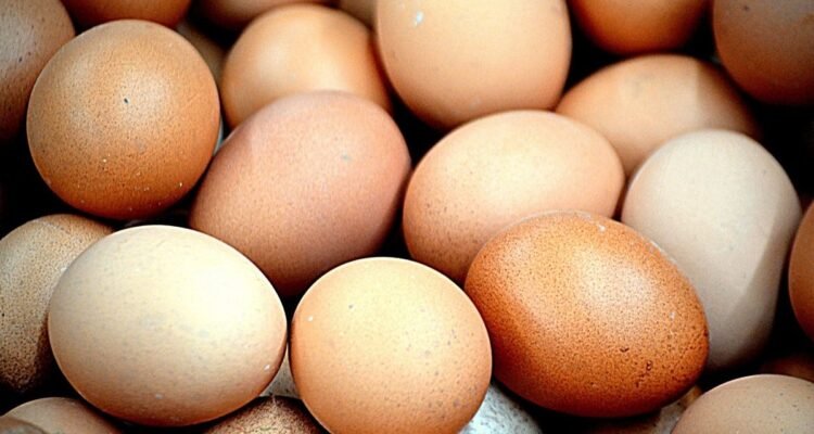 Nutrisi Telur