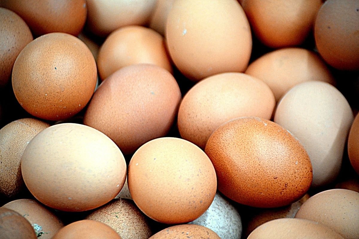 Nutrisi Telur
